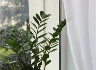 Zašto grijanje uništava vaše sobne biljke: Grijanje je potrebno, ali izbjegavajte jednu stvar pod svaku cijenu