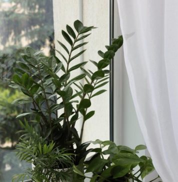 Zašto grijanje uništava vaše sobne biljke: Grijanje je potrebno, ali izbjegavajte jednu stvar pod svaku cijenu