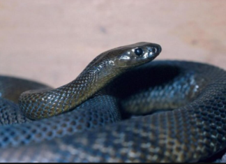 OVU ZMIJU SRBI ZOVU ČUVARKUĆA, IZLAZI SAMO U JEDNOM SLUČAJU: Zaledićete se kada čujete razlog njenog pojavljivanja