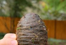 Pronašla sam ovu čudnu stvar u dvorištu sasvim slučajno i bila sam šokirana kad sam saznala što je 🤔