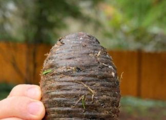 Pronašla sam ovu čudnu stvar u dvorištu sasvim slučajno i bila sam šokirana kad sam saznala što je 🤔