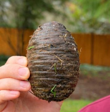 Pronašla sam ovu čudnu stvar u dvorištu sasvim slučajno i bila sam šokirana kad sam saznala što je 🤔