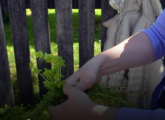 Prije 6. maja obavezno unesite ovu biljku u kuću: Tjera baksuz i privlači sreću