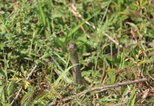 Zmije se jedino ovoga plaše: Samo ga stavite u dvorište i bežaće glavom bez obziraZmije se jedino ovoga plaše: Samo ga stavite u dvorište i bežaće glavom bez obzira