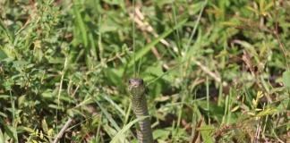 Zmije se jedino ovoga plaše: Samo ga stavite u dvorište i bežaće glavom bez obziraZmije se jedino ovoga plaše: Samo ga stavite u dvorište i bežaće glavom bez obzira