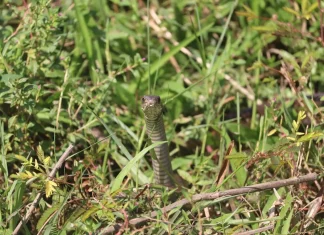 Zmije se jedino ovoga plaše: Samo ga stavite u dvorište i bežaće glavom bez obziraZmije se jedino ovoga plaše: Samo ga stavite u dvorište i bežaće glavom bez obzira