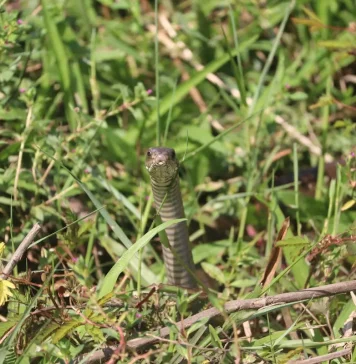 Zmije se jedino ovoga plaše: Samo ga stavite u dvorište i bežaće glavom bez obziraZmije se jedino ovoga plaše: Samo ga stavite u dvorište i bežaće glavom bez obzira