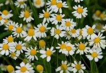 PROTIV NAPADA STRAHA I STRESA: Ne zaboravite da sljedeće biljke mogu pobijediti anksioznost, strah i stres…