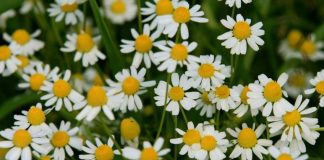 PROTIV NAPADA STRAHA I STRESA: Ne zaboravite da sljedeće biljke mogu pobijediti anksioznost, strah i stres…