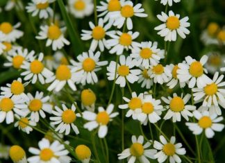 PROTIV NAPADA STRAHA I STRESA: Ne zaboravite da sljedeće biljke mogu pobijediti anksioznost, strah i stres…