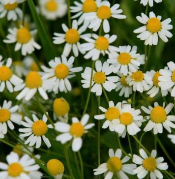 PROTIV NAPADA STRAHA I STRESA: Ne zaboravite da sljedeće biljke mogu pobijediti anksioznost, strah i stres…