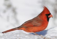 Brzi psihološki test: Izaberite jednu pticu i otkrijte šta vas izdvaja iz mase, rezultati su nevjerovatno tačni