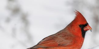 Brzi psihološki test: Izaberite jednu pticu i otkrijte šta vas izdvaja iz mase, rezultati su nevjerovatno tačni