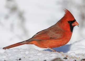Brzi psihološki test: Izaberite jednu pticu i otkrijte šta vas izdvaja iz mase, rezultati su nevjerovatno tačni