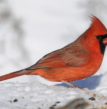 Brzi psihološki test: Izaberite jednu pticu i otkrijte šta vas izdvaja iz mase, rezultati su nevjerovatno tačni