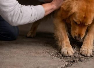 Moj pas iz azila nije prestajao da grebe beton u podrumu; kada sam konačno razbio pod, bio sam potpuno užasnut onim što sam pronašao unutra.