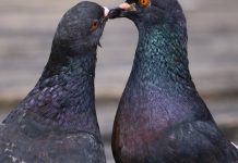 Otjerajte golubove sa balkona uz ovaj predmet, svi ga imamo kod kuće