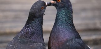 Otjerajte golubove sa balkona uz ovaj predmet, svi ga imamo kod kuće