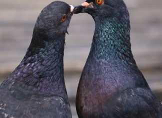 Otjerajte golubove sa balkona uz ovaj predmet, svi ga imamo kod kuće