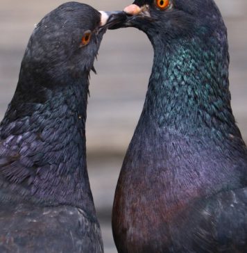 Otjerajte golubove sa balkona uz ovaj predmet, svi ga imamo kod kuće