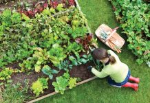 7 vrsta povrća koje gotovo nikada ne treba đubriti: Rastu uz vodu, sunce i malo brige 🌱