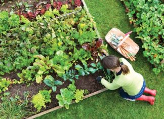 7 vrsta povrća koje gotovo nikada ne treba đubriti: Rastu uz vodu, sunce i malo brige 🌱