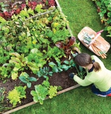7 vrsta povrća koje gotovo nikada ne treba đubriti: Rastu uz vodu, sunce i malo brige 🌱