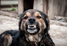 Ja sam veterinar i ovih 7 rasa pasa nikada ne bih držao blizu deteta bez nadzora: Mogu da budu jako opasni