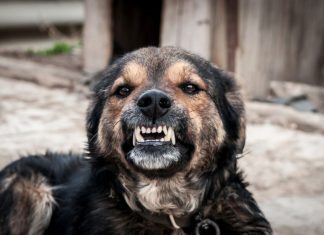 Ja sam veterinar i ovih 7 rasa pasa nikada ne bih držao blizu deteta bez nadzora: Mogu da budu jako opasni