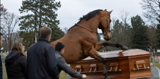 Verni konj prekinuo sahranu farmera i otkrio tajnu koja je šokirala celo selo