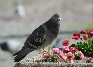 Golubovi vam prave haos na terasi? Jedna obična stvar iz kuhinje ih tera kao strašilo