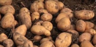 ŽENA KUPILA DŽAK KROMPIRA, PA SE RAZBESNELA KAD GA JE NAČELA! “Pa, mi smo čudo!” – komentari na mrežama pljušte!
