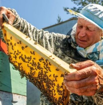 Iskusan pčelar otkriva koji je med nazdraviji, a za njega se slabo i zna: Ne prodaje se dobro zbog specifičnog ukusa, iako ubedljivo nema konkurenciju