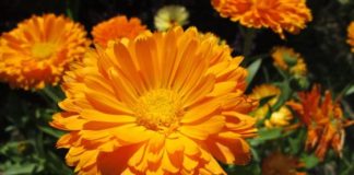 Cvijet koji raste kao korov, a veoma ljekovit: Ako želite da budete zdravi, ovo morate imati u dvorištu
