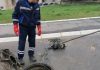 IZVUKLI “KAPITALCA” OD DVA METRA IZ KANALIZACIJE: Radnici ŠOKIRANI prizorom u naselju Vojvode Vlahovića! (FOTO)