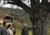 Djed je cijeli život branio da posijeku staru krušku — a nakon njegove smrti u deblu su pronašli tajnu koju je čuvao sedamdeset godina Djed je cijeli život branio da posijeku staru krušku — a nakon njegove smrti u deblu su pronašli tajnu koju je čuvao sedamdeset godina - featured image
