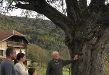Djed je cijeli život branio da posijeku staru krušku — a nakon njegove smrti u deblu su pronašli tajnu koju je čuvao sedamdeset godina Djed je cijeli život branio da posijeku staru krušku — a nakon njegove smrti u deblu su pronašli tajnu koju je čuvao sedamdeset godina - featured image