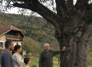 Djed je cijeli život branio da posijeku staru krušku — a nakon njegove smrti u deblu su pronašli tajnu koju je čuvao sedamdeset godina Djed je cijeli život branio da posijeku staru krušku — a nakon njegove smrti u deblu su pronašli tajnu koju je čuvao sedamdeset godina - featured image