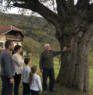 Djed je cijeli život branio da posijeku staru krušku — a nakon njegove smrti u deblu su pronašli tajnu koju je čuvao sedamdeset godina Djed je cijeli život branio da posijeku staru krušku — a nakon njegove smrti u deblu su pronašli tajnu koju je čuvao sedamdeset godina - featured image