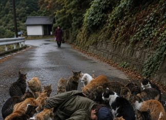 Punih dvadeset i dvije godine hranio je gotovo dvjesto napuštenih mačaka, a kad se srušio među njima, njihova živa barikada razotkrila je obiteljsku izdaju i tajnu nestale kćeri Punih dvadeset i dvije godine hranio je gotovo dvjesto napuštenih mačaka, a kad se srušio među njima, njihova živa barikada razotkrila je obiteljsku izdaju i tajnu nestale kćeri - featured image