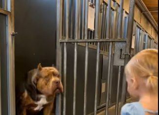 Niko se nije usudio da usvoji najopasnijeg i najagresivnijeg psa u skloništu jer je napadao ljude. Ali kada je trogodišnja djevojčica prišla psu za borbu, cijelo prihvatilište se smrznulo od onoga što je pas uradio 😨