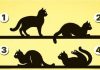 IZABERITE MAČKU SA SLIKE, BEZ PUNO RAZMIŠLJANJA: Broj koji izaberete otkriva ŠTA VAS ČEKA U ŽIVOTU