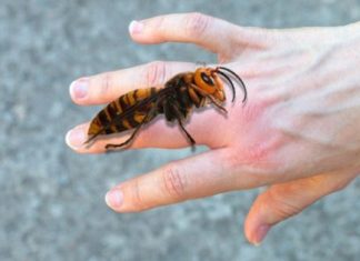 AKO VAS UBODE STRŠLJEN: Da biste spasili sebi život i izbjegli alergijske reakcije – EVO ŠTA ODMAH MORATE URADITI AKO VAS UBODE STRŠLJEN: Da biste spasili sebi život i izbjegli alergijske reakcije – EVO ŠTA ODMAH MORATE URADITI - featured image