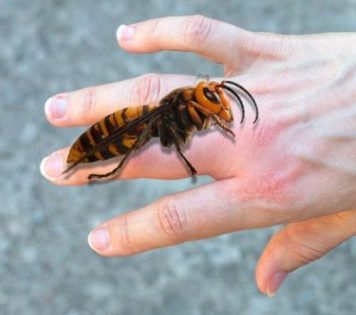 AKO VAS UBODE STRŠLJEN: Da biste spasili sebi život i izbjegli alergijske reakcije – EVO ŠTA ODMAH MORATE URADITI AKO VAS UBODE STRŠLJEN: Da biste spasili sebi život i izbjegli alergijske reakcije – EVO ŠTA ODMAH MORATE URADITI - featured image