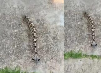 Ujutru sam u dvorištu primetila nešto i pomislila da je samo igračka, ali se stvarnost pokazala mnogo strašnijom.