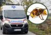 Mjesto na tijelu na kojem je ujed stršljena najopasniji: Alergični 0dmah treba da popiju jedan lek, doktorka savetuje kako spasiti život