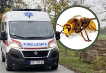 Mjesto na tijelu na kojem je ujed stršljena najopasniji: Alergični 0dmah treba da popiju jedan lek, doktorka savetuje kako spasiti život