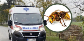 Mjesto na tijelu na kojem je ujed stršljena najopasniji: Alergični 0dmah treba da popiju jedan lek, doktorka savetuje kako spasiti život