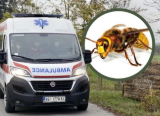 Mjesto na tijelu na kojem je ujed stršljena najopasniji: Alergični 0dmah treba da popiju jedan lek, doktorka savetuje kako spasiti život
