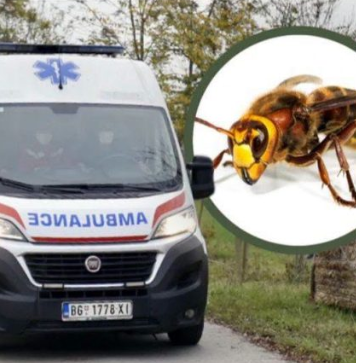 Mjesto na tijelu na kojem je ujed stršljena najopasniji: Alergični 0dmah treba da popiju jedan lek, doktorka savetuje kako spasiti život